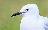 Black-billed Gull